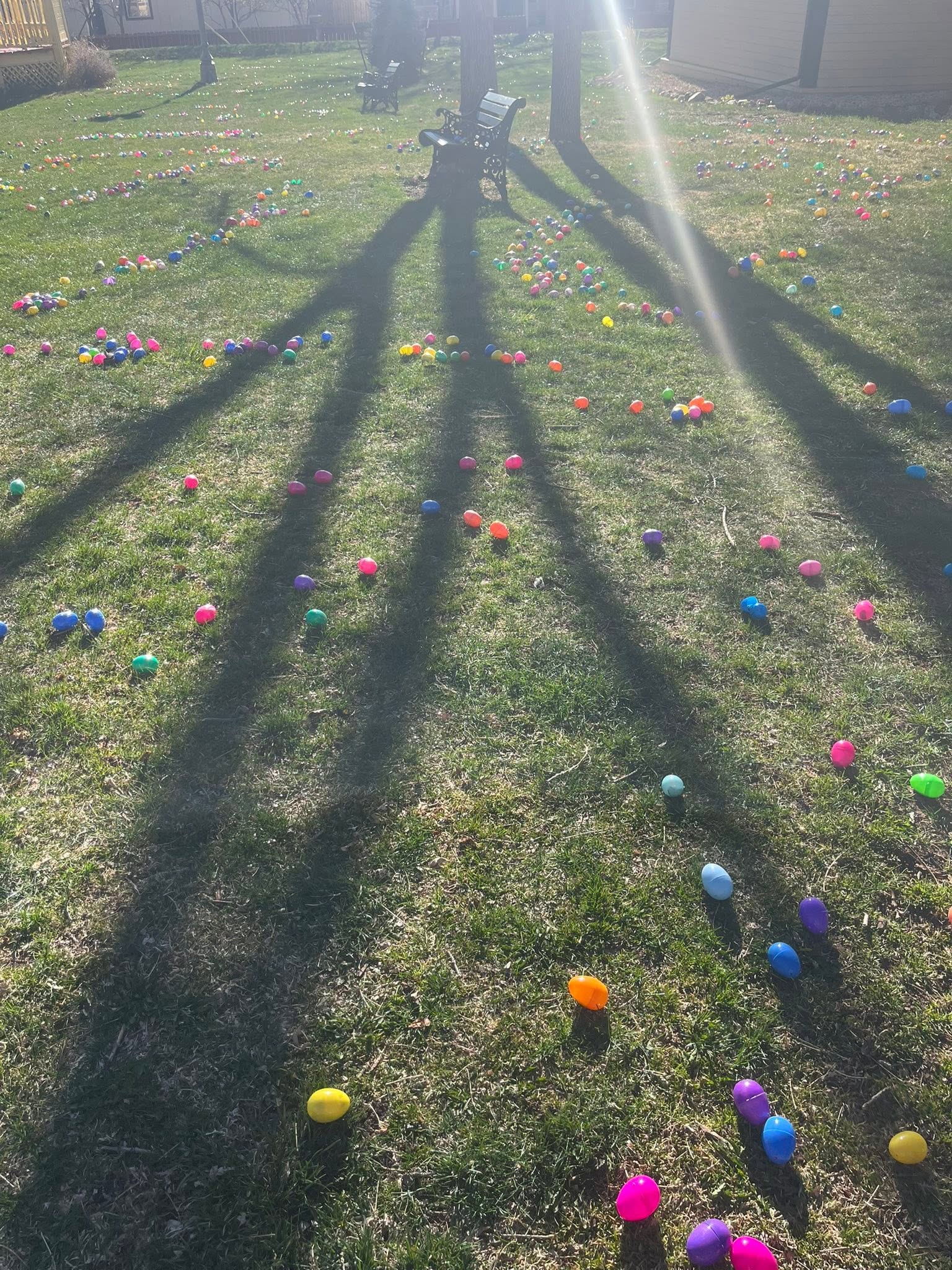 Hundreds of Easter eggs scattered across the lawn before the hunt